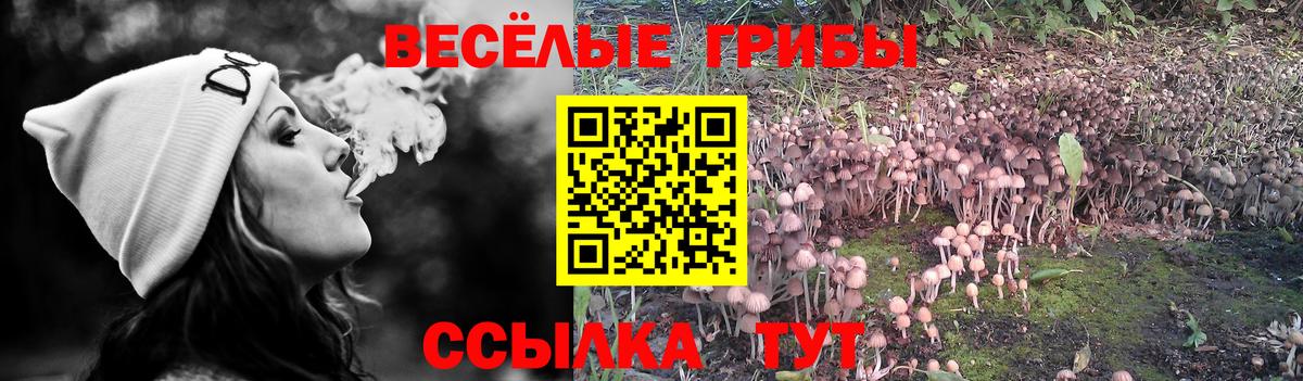 где найти наркотики  Вход с VPN  Чехов  Псилоцибиновые грибы Psilocybe 